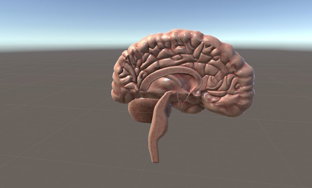 Cross Section Human Brain Lobes Low-poly 3D model_8
