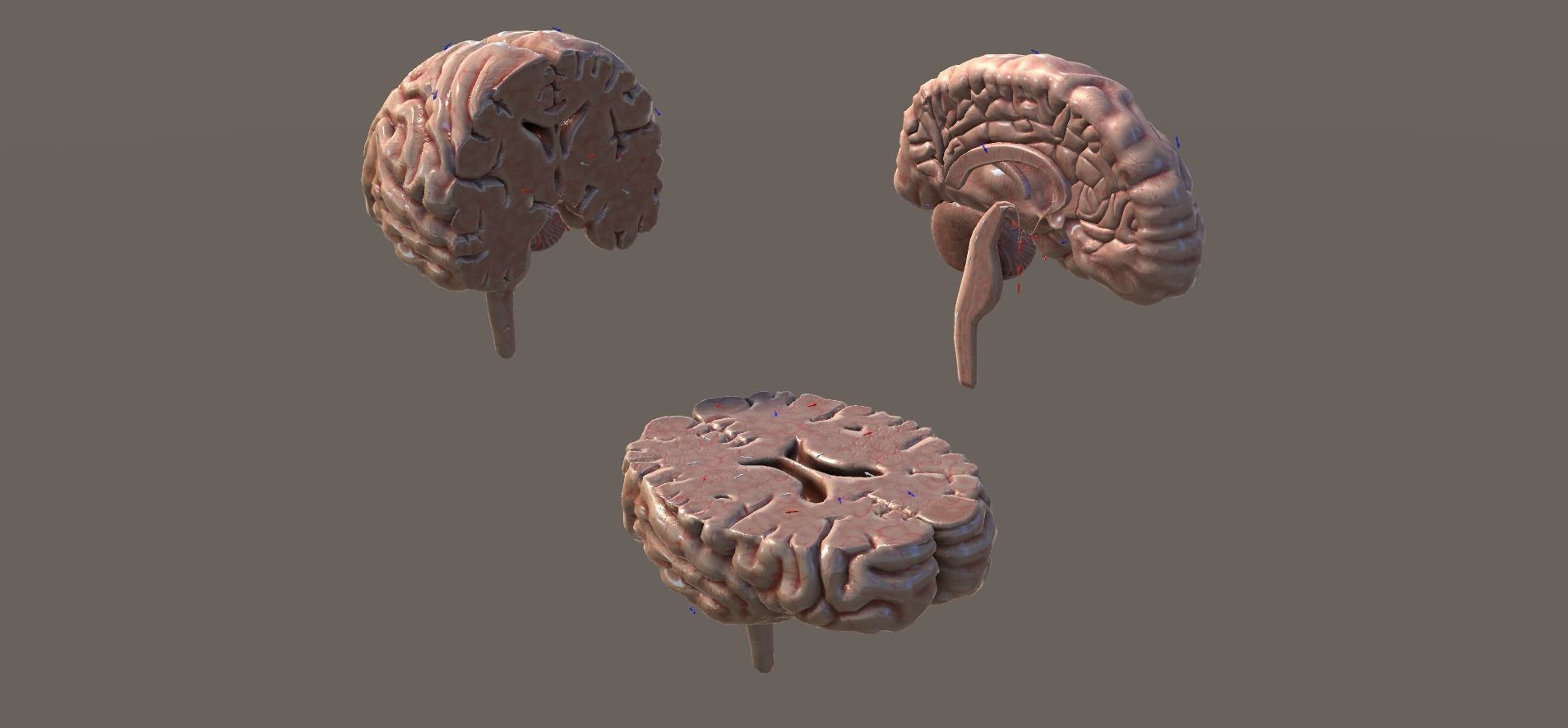 Cross Section Human Brain Lobes Low-poly 3D model_14