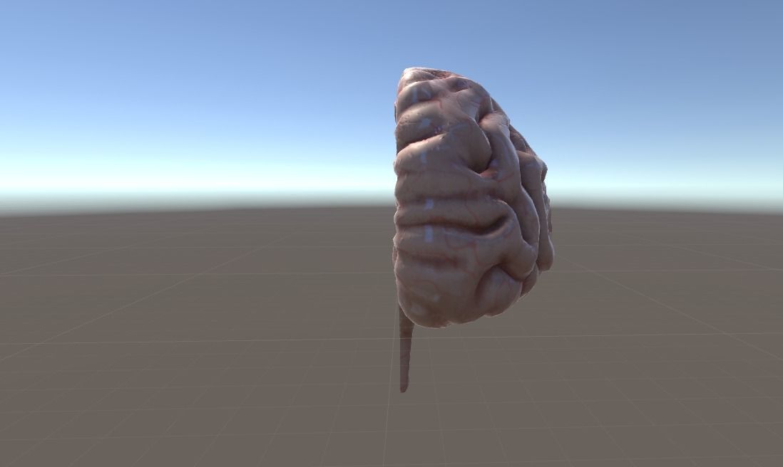 Cross Section Human Brain Lobes Low-poly 3D model_6