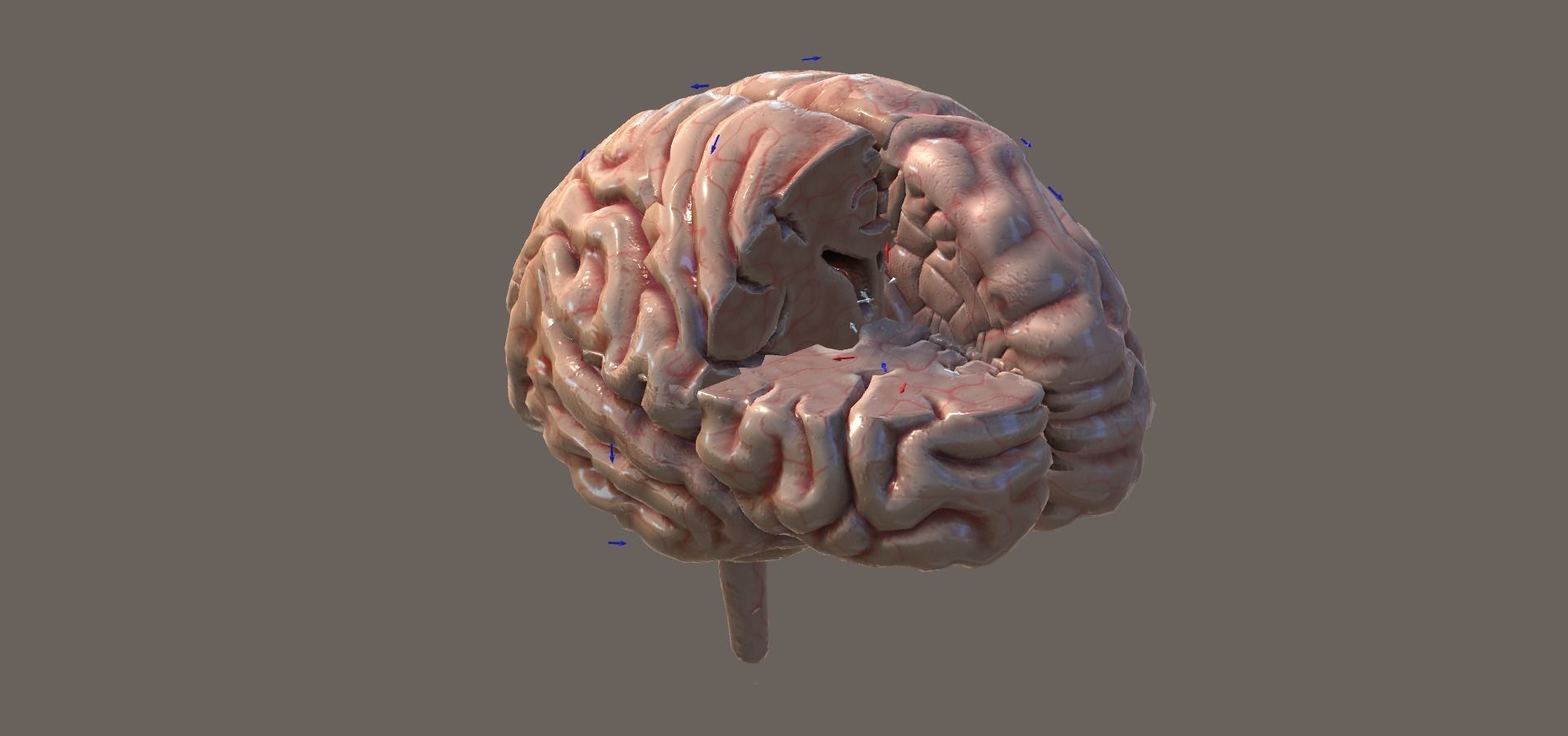 Cross Section Human Brain Lobes Low-poly 3D model_3