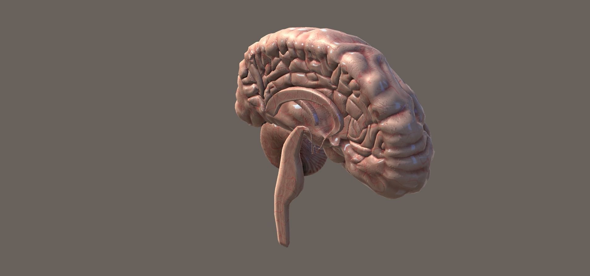 Cross Section Human Brain Lobes Low-poly 3D model_5