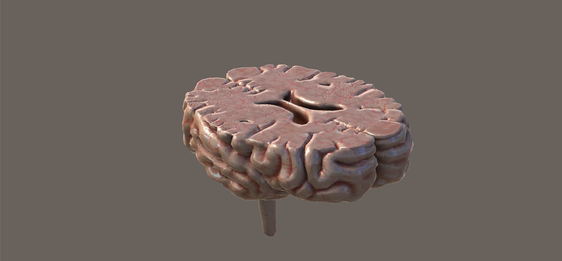 Cross Section Human Brain Lobes Low-poly 3D model_4