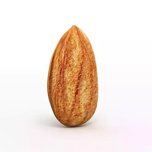 Almond 3D model