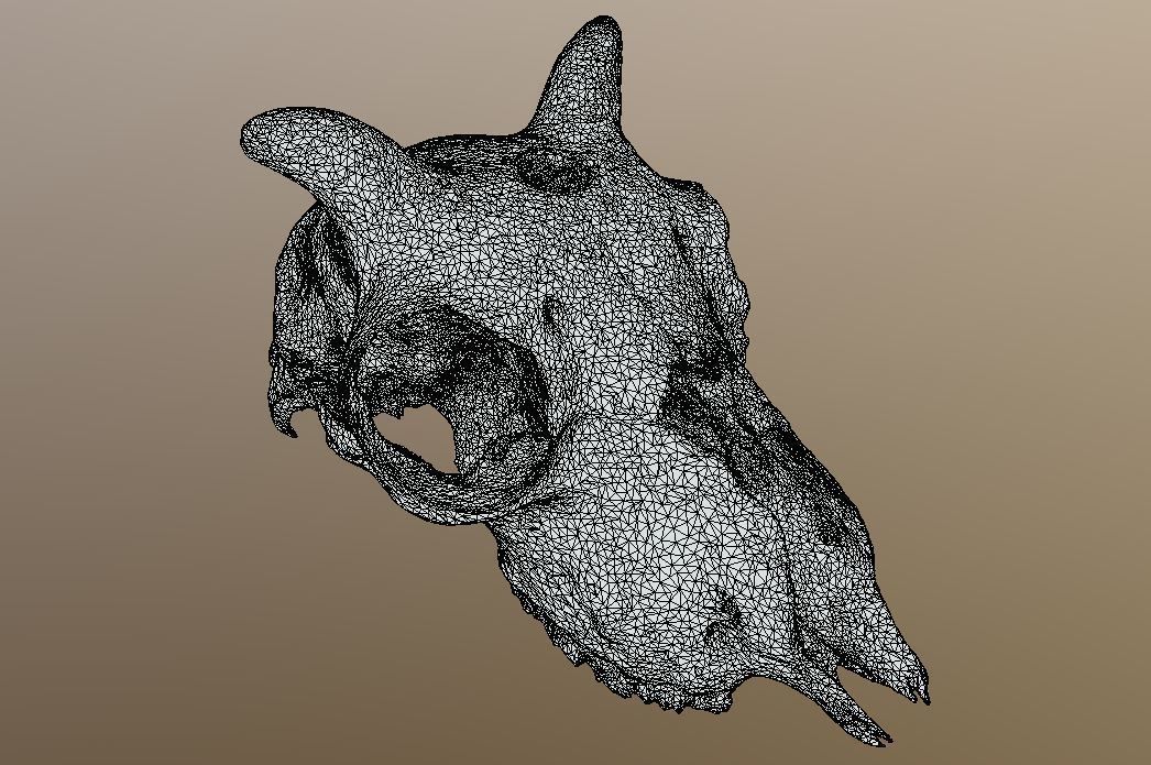 Young Sheep Skull 3D model_5