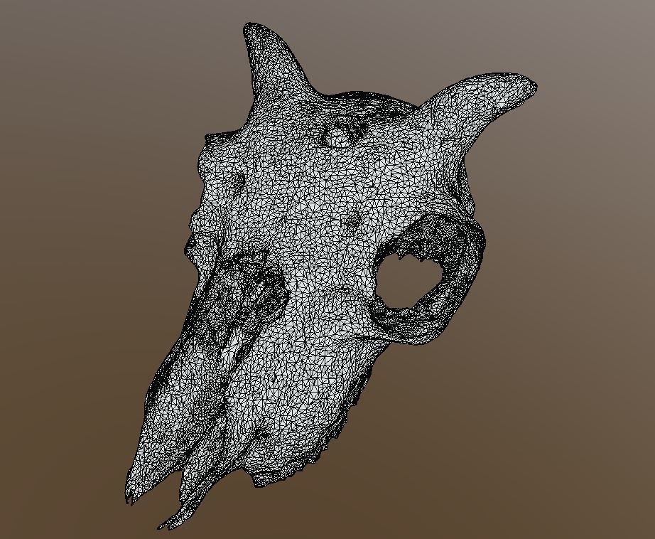 Young Sheep Skull 3D model_6