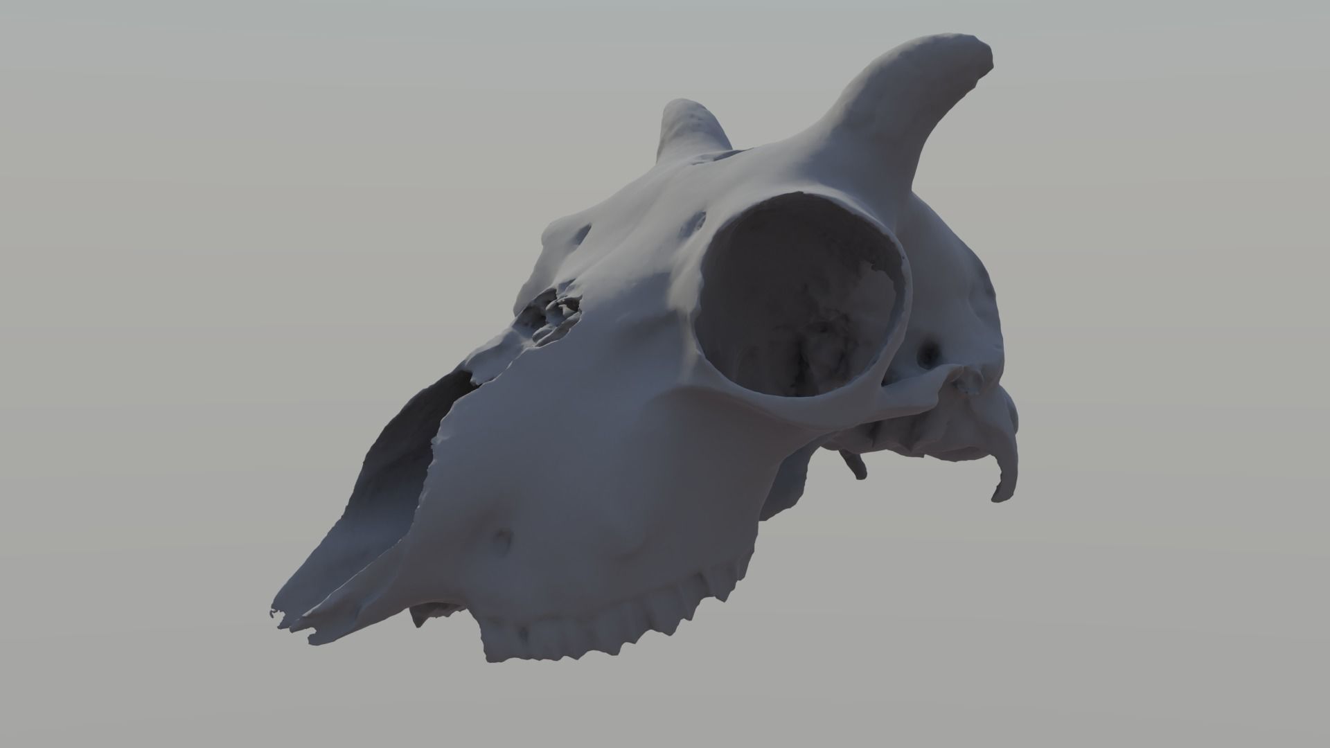 Young Sheep Skull 3D model_1