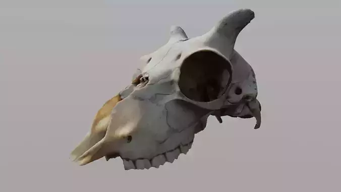 Young Sheep Skull