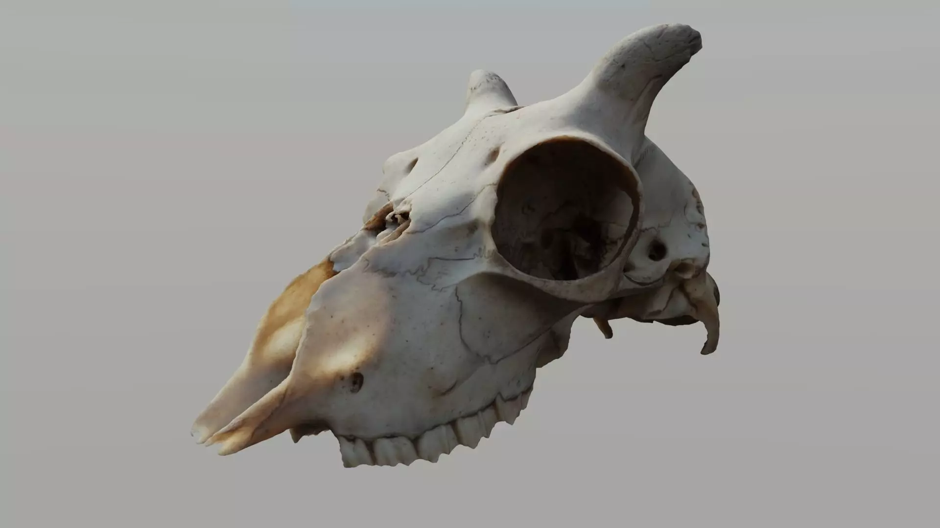 Young Sheep Skull 3D model_0