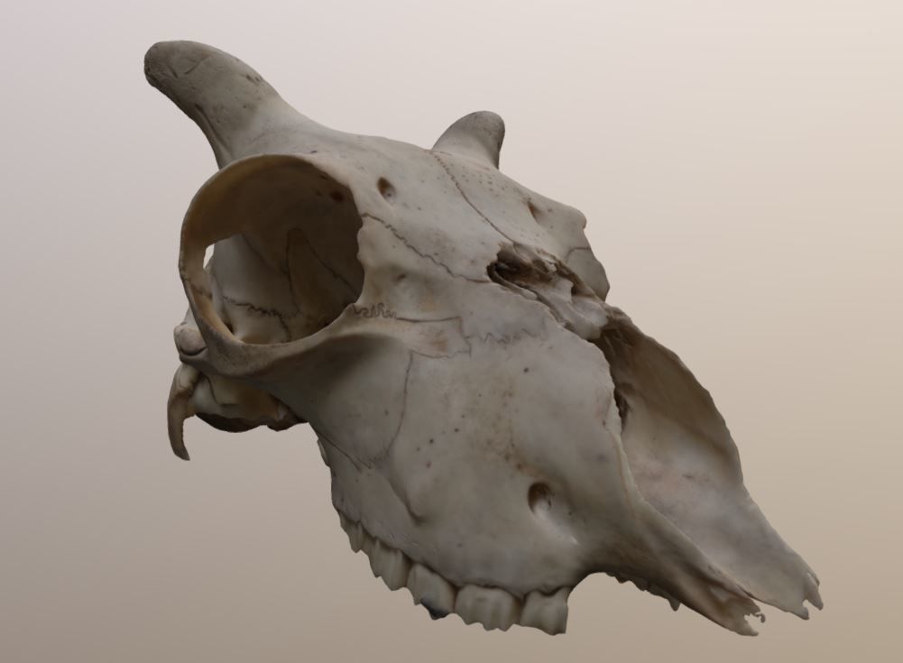 Young Sheep Skull 3D model_4