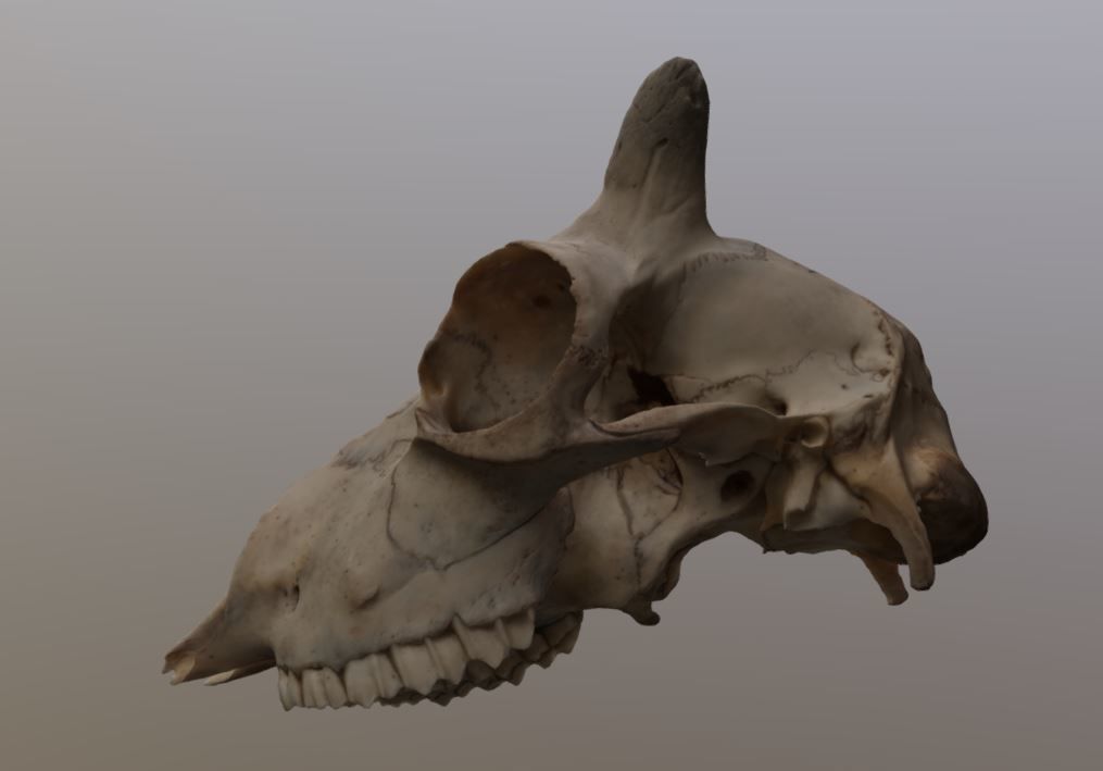 Young Sheep Skull 3D model_3
