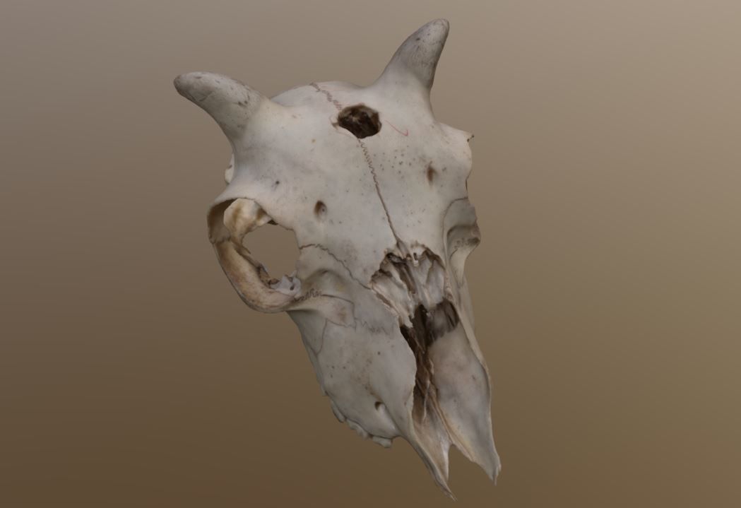 Young Sheep Skull 3D model_2