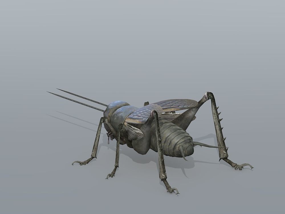 Gryllulus   Cricket Low-poly 3D model_3