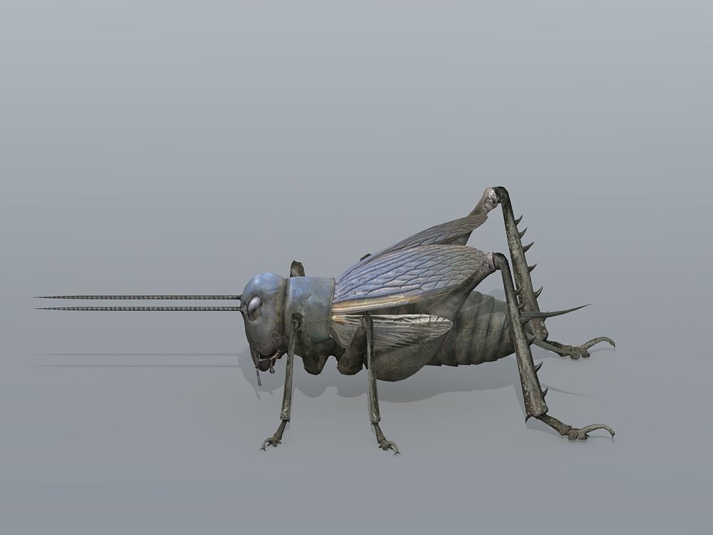 Gryllulus   Cricket Low-poly 3D model_1