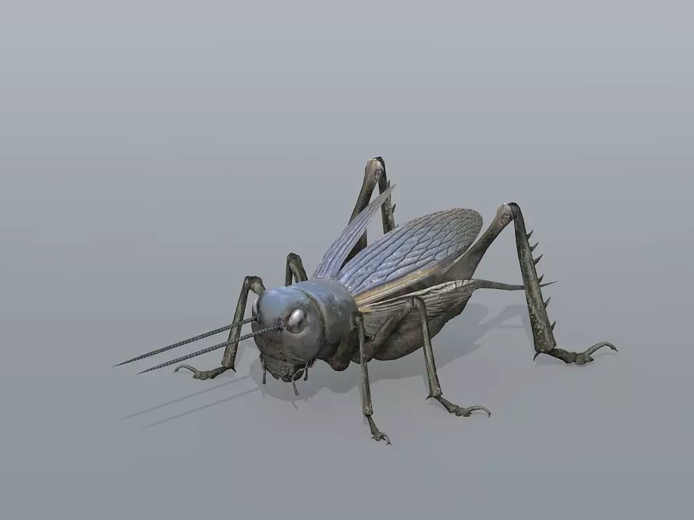 Gryllulus   Cricket Low-poly 3D model_0