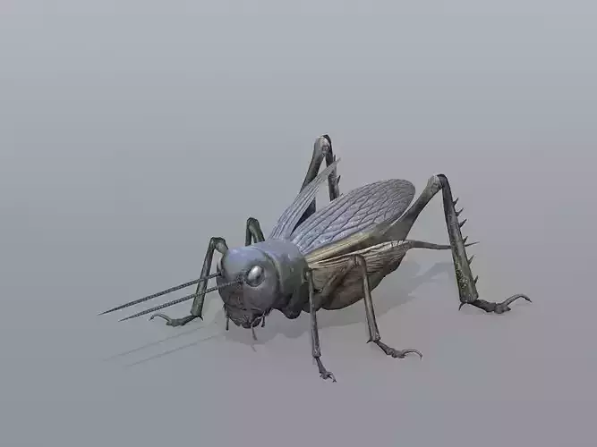 Gryllulus   Cricket