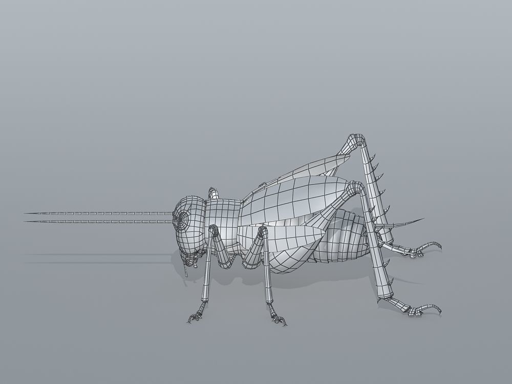 Gryllulus   Cricket Low-poly 3D model_5