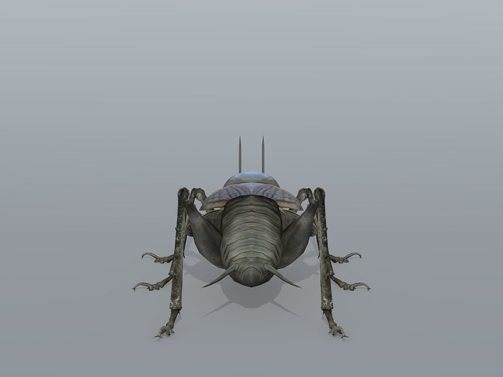 Gryllulus   Cricket Low-poly 3D model_4