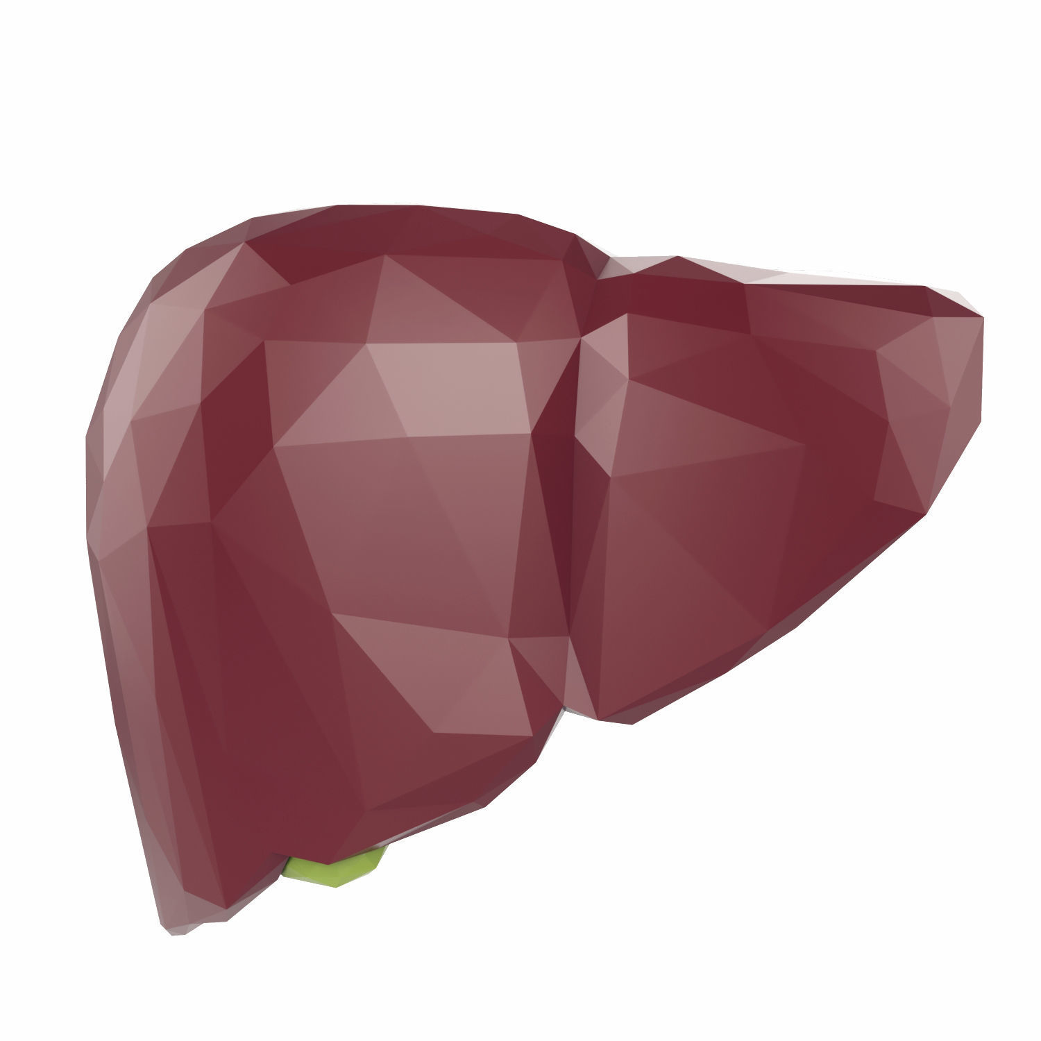 Liver Low Poly Low-poly 3D model_0