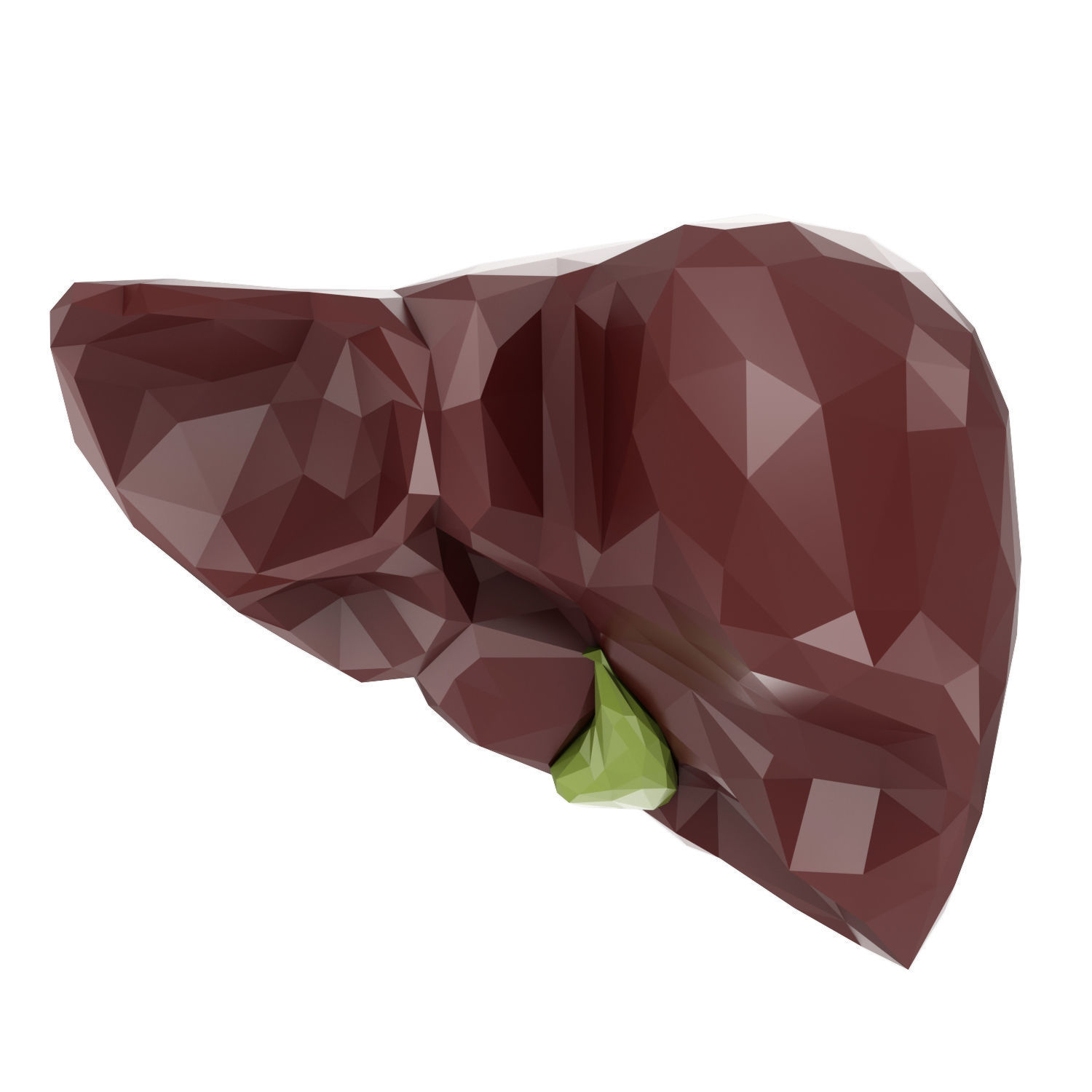 Liver Low Poly Low-poly 3D model_1