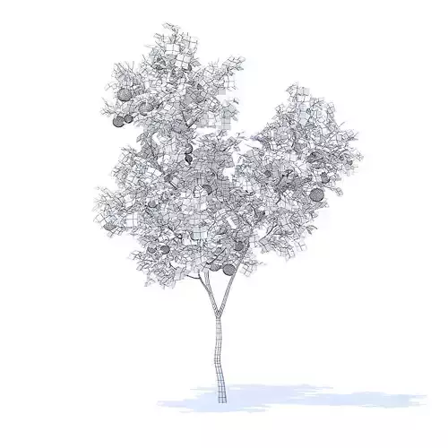 Orange Tree with Fruits 3D Model 3D model