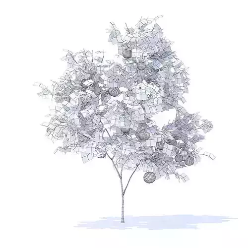 Orange Tree with Fruits 3D Model