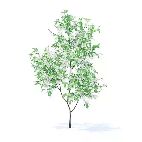 Orange Tree with Flowers 3D Model