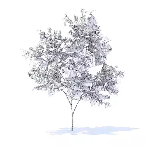 Orange Tree with Flowers 3D Model 3D model