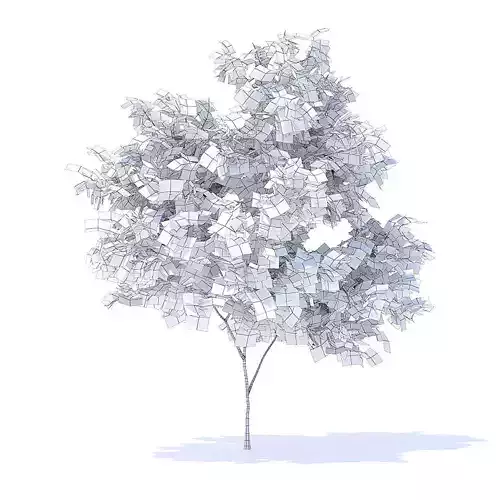 Orange Tree 3D Model 3D model