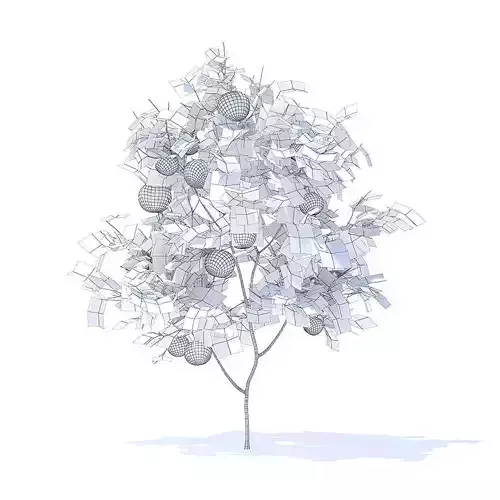 Orange Tree with Fruits 3D Model
