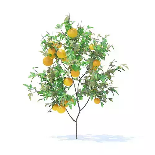 Orange Tree with Fruits 3D Model
