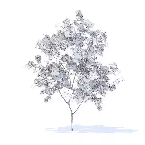 Orange Tree with Flowers 3D Model