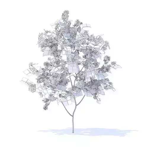 Orange Tree with Flowers 3D Model 3D model