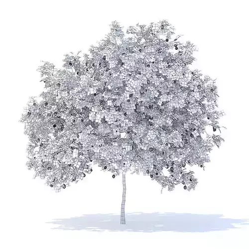 Lemon Tree with Fruits 3D Model