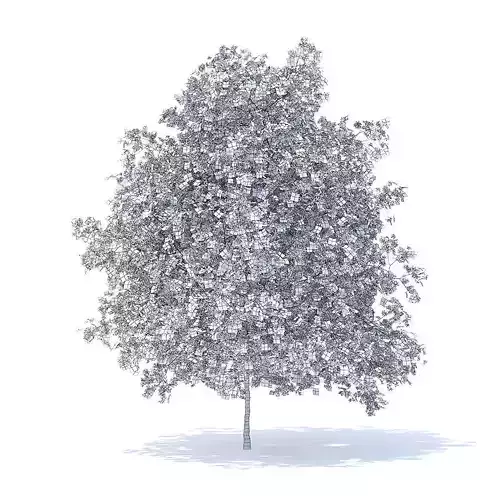 Lemon Tree with Flowers 3D Model