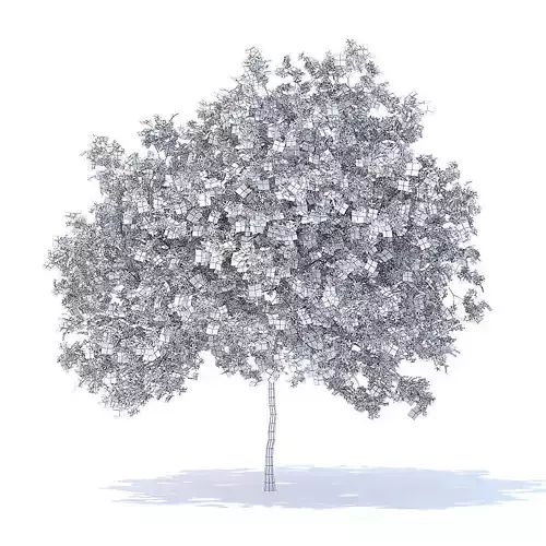 Lemon Tree with Flowers 3D Model