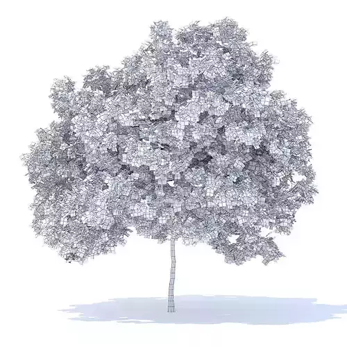 Lemon Tree 3D Model 3D model