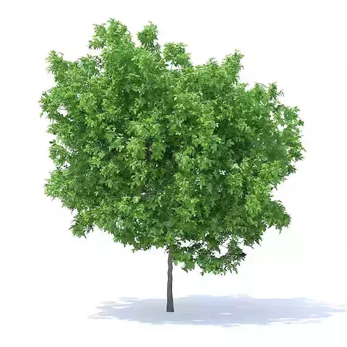 Lemon Tree 3D Model