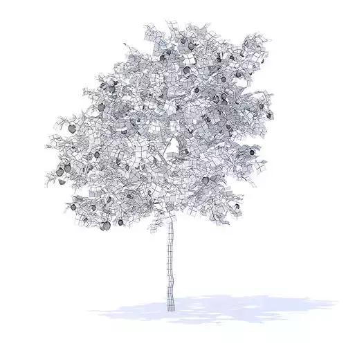 Lemon Tree with Fruits 3D Model 3D model