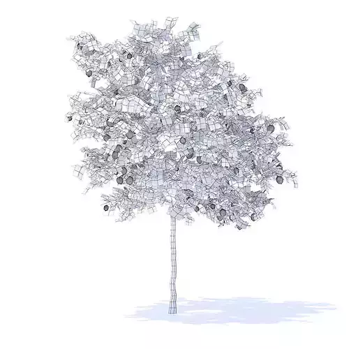 Lemon Tree with Fruits 3D Model