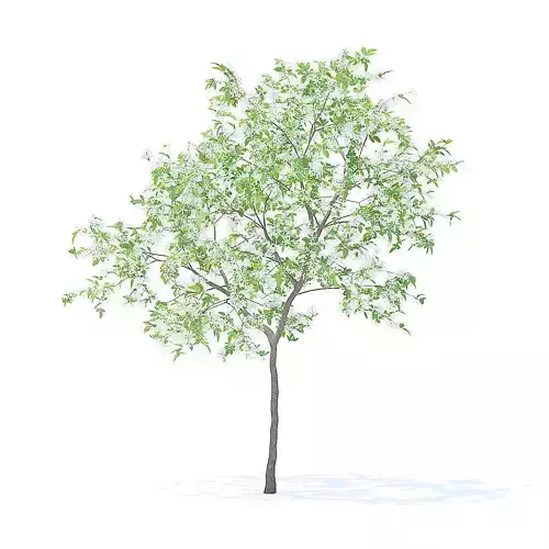 Lemon Tree with Flowers 3D Model