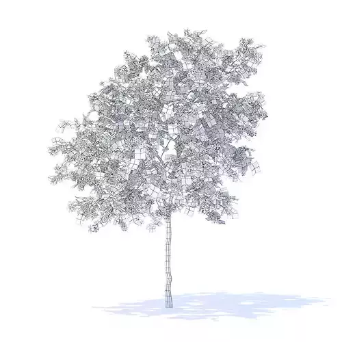 Lemon Tree with Flowers 3D Model 3D model