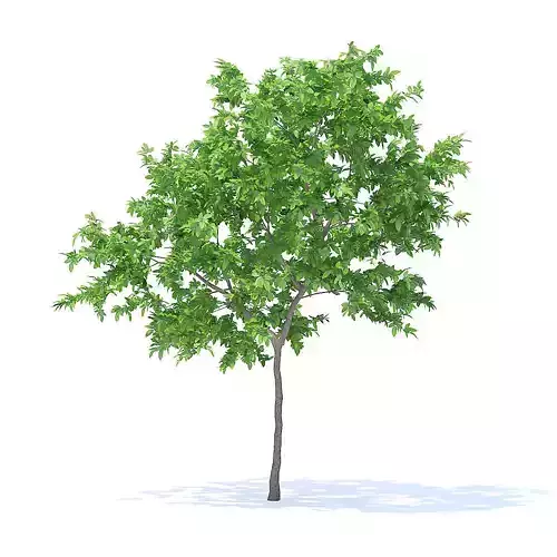 Lemon Tree 3D Model