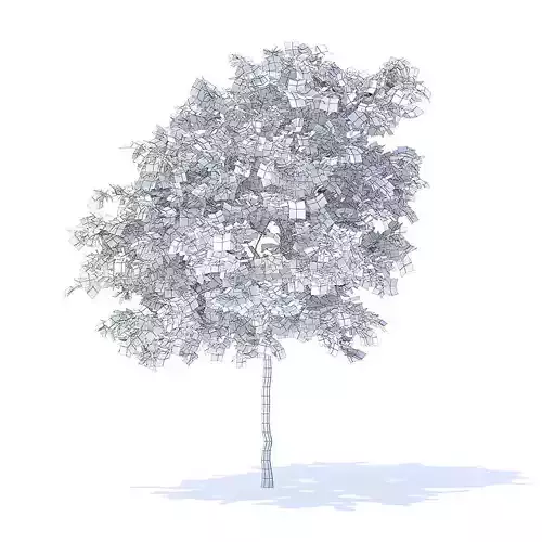 Lemon Tree 3D Model 3D model