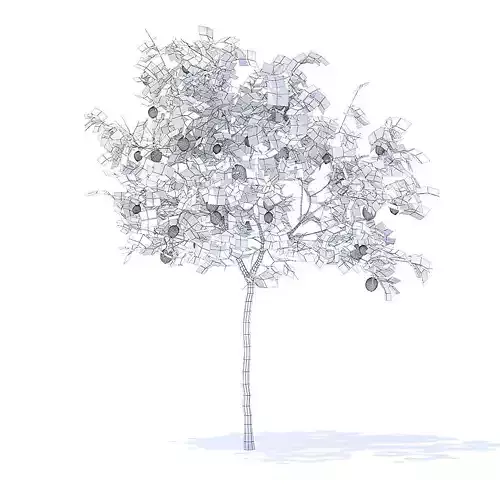 Lemon Tree with Fruits 3D Model 3D model