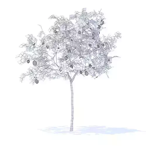 Lemon Tree with Fruits 3D Model