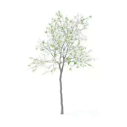 Lemon Tree with Flowers 3D Model