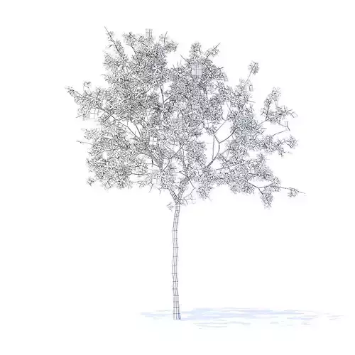 Lemon Tree with Flowers 3D Model