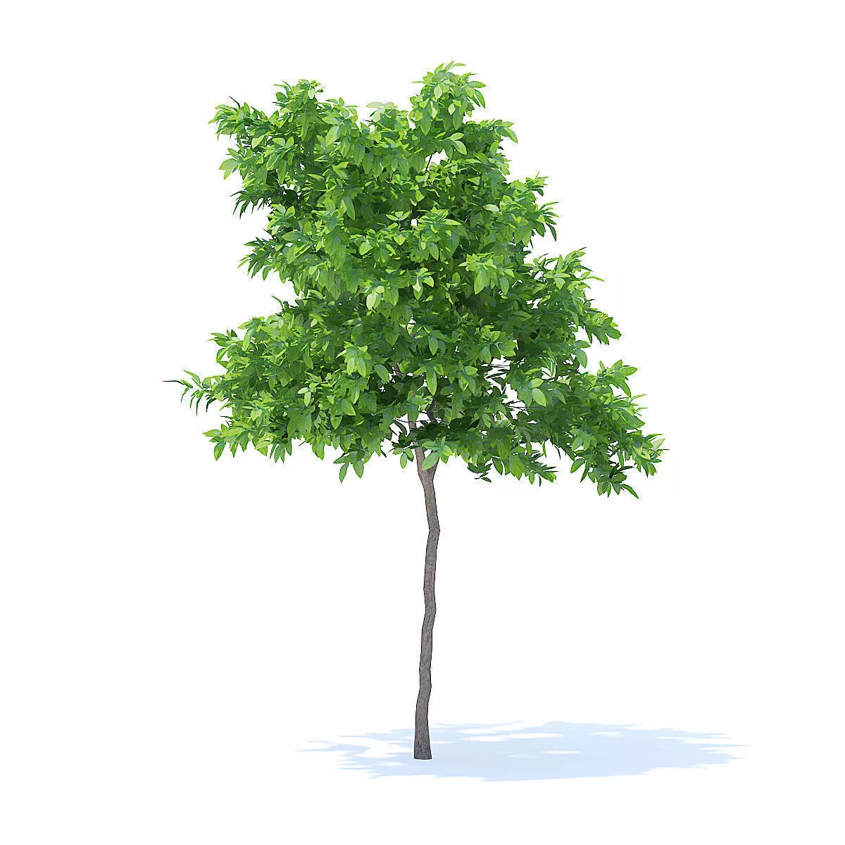 Lemon Tree 3D Model 3D model_5