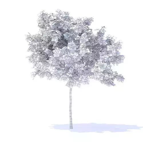 Lemon Tree 3D Model 3D model
