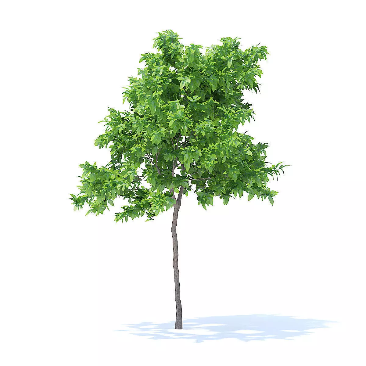 Lemon Tree 3D Model 3D model_1